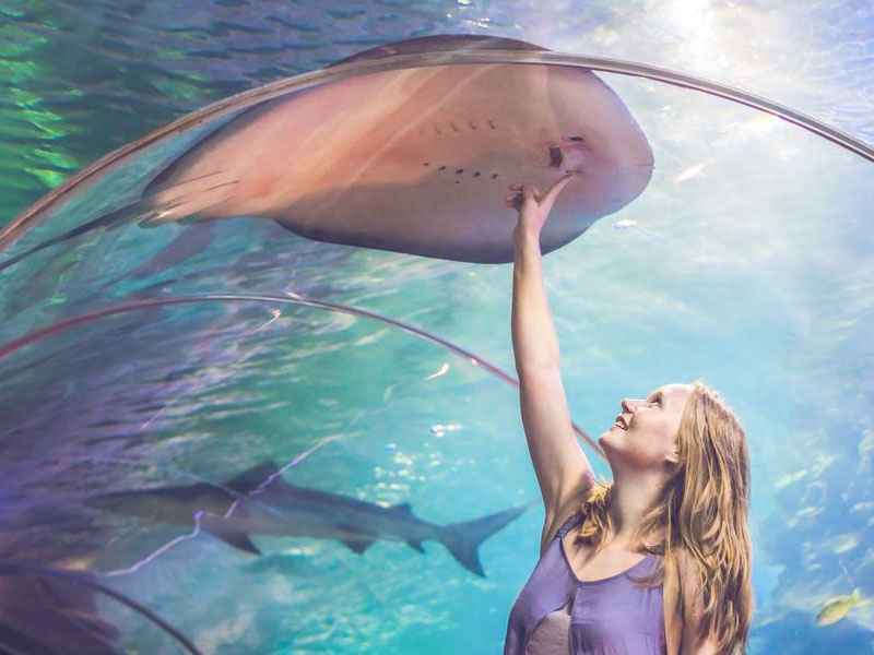 Dubai Aquarium & Burj Khalifa Tickets