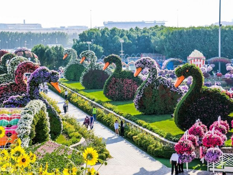 Dubai Miracle Garden Ticket